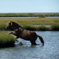 Assateague Island National Seashore