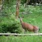 Olympic National Park