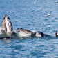 Kenai Fjords National Park