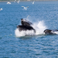 Kenai Fjords National Park
