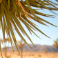 Joshua Tree National Park