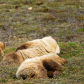 Denali National Park