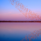 Yolo Bypass Wildlife Area