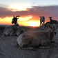 Badlands national park