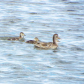 Tule Lake National Wildlife Refuge