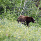 Glacier National Park 