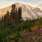 Mount Rainer National Park 