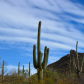 Saguaro National Park