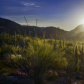 Saguaro National Park 