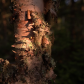 Isle Royale National Park 