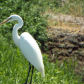 Tule Lake National Wildlife Refuge