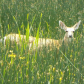 Tule Lake National Wildlife Refuge