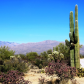 Saguaro National Park