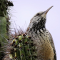 Saguaro National Park 
