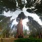 Sequoia National Park