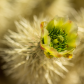 Saguaro National Park 