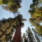 Sequoia National Park