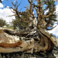 Ancient Bristlecone Pine Forest