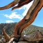 Ancient Bristlecone Pine Forest