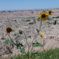 Badlands National Park