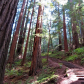 Muir Woods National Monument 