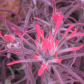 Red Cliffs National Conservation Area