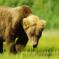 Katmai National Park