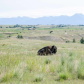 National Bison Range