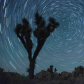 Joshua Tree National Park