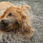 Katmai National Park and Preserve 
