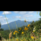 Blue Ridge Parkway 