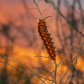 Saguaro National Park