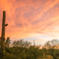Saguaro National Park