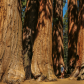 Sequoia National Park