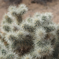 Joshua Tree National Park