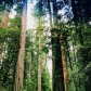 Redwood National Park