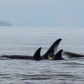 San Juan Island National Monument