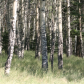 Pikes National Forest