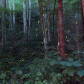 Great Smoky Mountains National Park