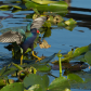 Everglades National Park
