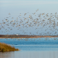 Pea Island