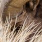 Badlands National Park