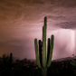 Saguaro National Park
