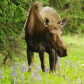 Kenai National Wildlife Refuge