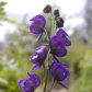 Kenai National Wildlife Refuge