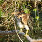 Aransas National Wildlife Refuge