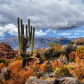 Tonto National Forest