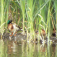 Tule Lake National Wildlife Refuge