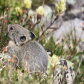 Rocky Mountain National Park