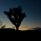 Joshua Tree National Park
